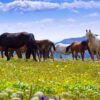 herd of horses on mountains meadow