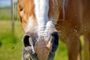 NVPS Update - Supply of Human Medicines to Equines